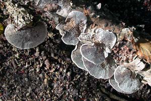 the undersides have gills that are rigid and a bit unusual for a polypore Lentinellus betulina.